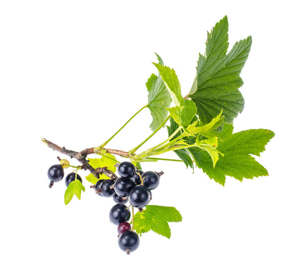 Small twig of black currant with leaves and berries - Foto, Imagem