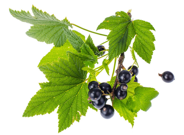 Small twig of black currant with leaves and berries - Photo, Image