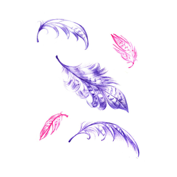 Set of hand drawn pencil delicate colorful feathers. Isolated on white background. - 写真・画像