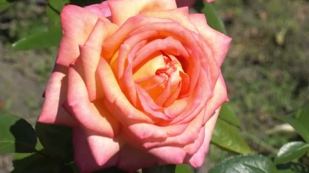 Růže za slunečného dne - Záběry, video