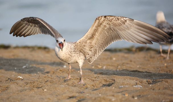 velký Racek na pláži v létě otevřený zobák - Fotografie, Obrázek