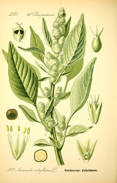 Εικονογράφηση του φυτού. Παλιά εικόνα - Φωτογραφία, εικόνα