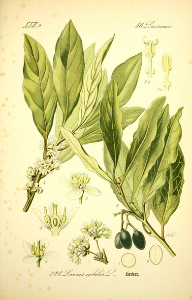 Illustratie van een plant. Oude beeld - Foto, afbeelding