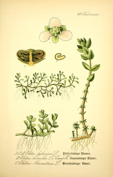 Εικονογράφηση του φυτού. Παλιά εικόνα - Φωτογραφία, εικόνα