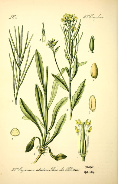 Ilustracja z roślin. Stary obraz - Zdjęcie, obraz