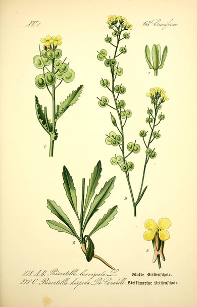 Illustration of plant. Old image - Photo, Image