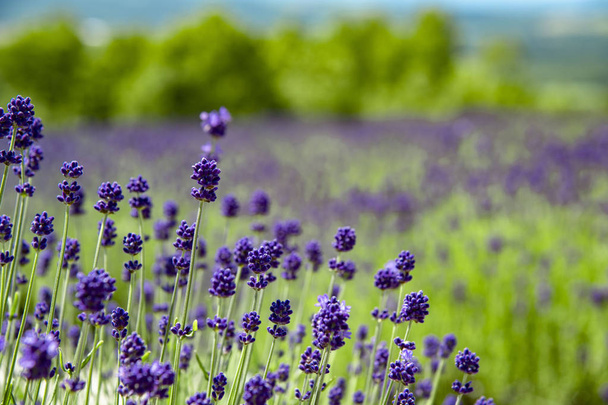 Een bloementuin waarin lavendel van Hokkaido bloeit - Foto, afbeelding