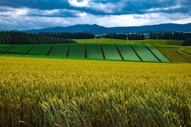 Hokkaido to piękny obszar rolniczy w Japonii - Zdjęcie, obraz