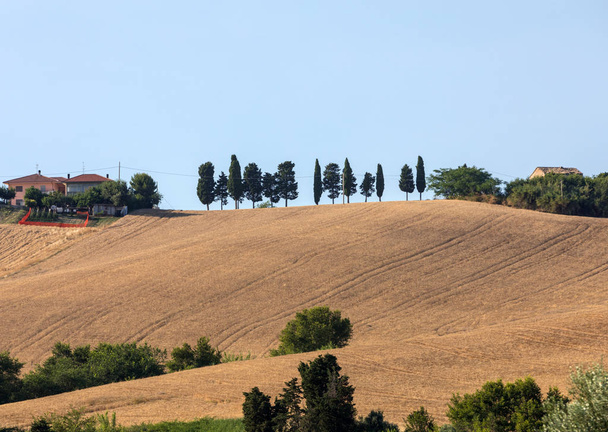 Une rangée de cyprès parmi les céréales en croissance sur les collines ondulantes des Abruzzes. Italie
 - Photo, image