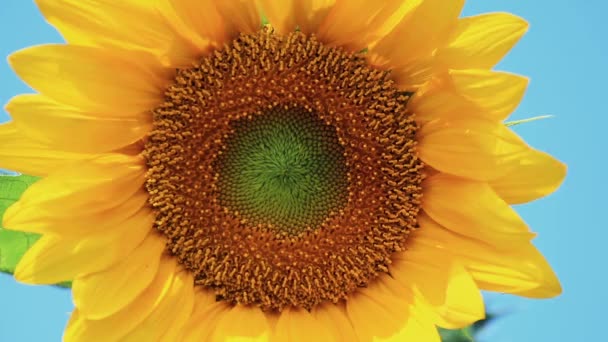 Nice beautiful amazing yellow fresh sunflower on great blue sky background, sunny summer good day with light breeze. Shallow depth of the field, toned video, 50fps. - Footage, Video