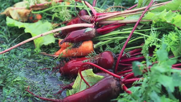 Multicolor fresh vegetables carrots and beets during a heavy shower rain with a breeze. Shallow depth of the field, toned video, 50fps. - Footage, Video