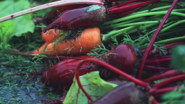 mehrfarbiges frisches Gemüse Karotten und Rüben während eines heftigen Schauers regen mit einer Brise. Geringe Schärfentiefe, Video in Zeitlupe, 50fps. - Filmmaterial, Video