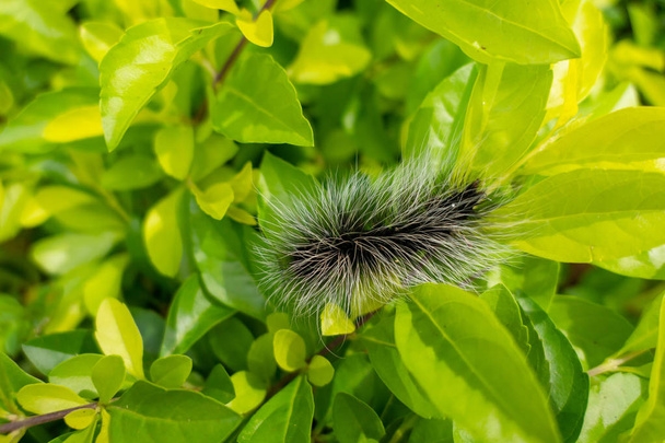 Karmiva hyönteinen musta Karvainen Toukka pitkät hiukset mato saalis vihreällä lehdellä puutarhassa
 - Valokuva, kuva