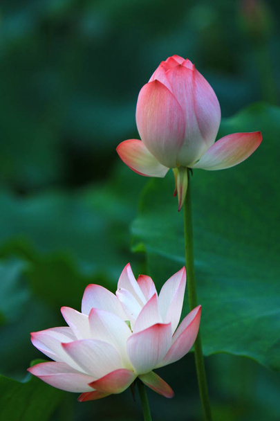 rózsaszín lótuszvirág a virágzó a napfény. - Fotó, kép