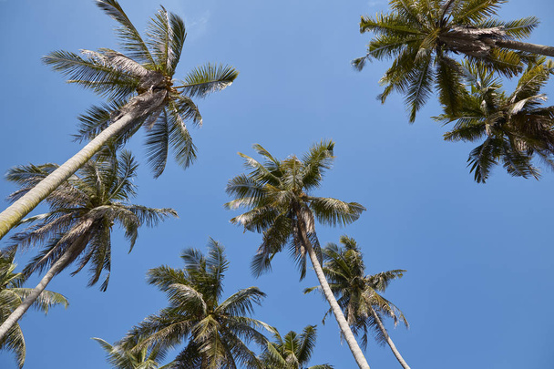 Coconut Palm tree with blue sky, Summer Sunny Sky, retro and vintage tone - Fotoğraf, Görsel