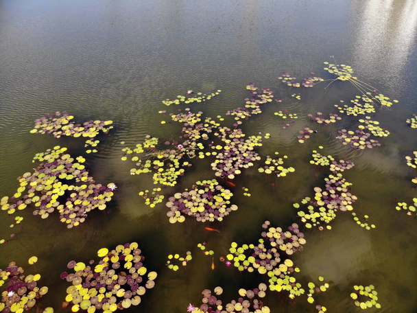 künstlicher Teich mit Zierfischen und Wasserblumen im ecko park hadera israel - Foto, Bild
