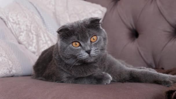British scottish fold cat resting and looking towards camera, close up portrait - Felvétel, videó