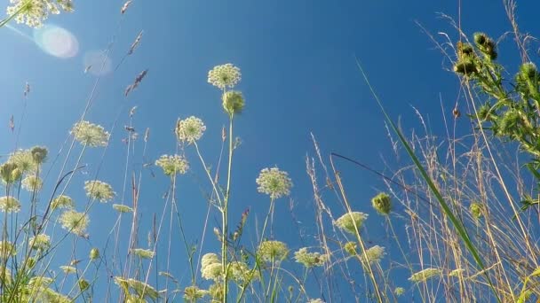 wild carrots on a meadow in Germany - Footage, Video