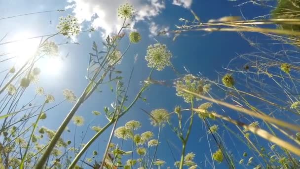 luonnonvaraiset porkkanat niityllä Saksassa
 - Materiaali, video