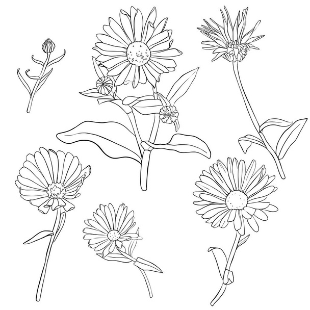 vector set of drawing calendula flowers - Вектор,изображение