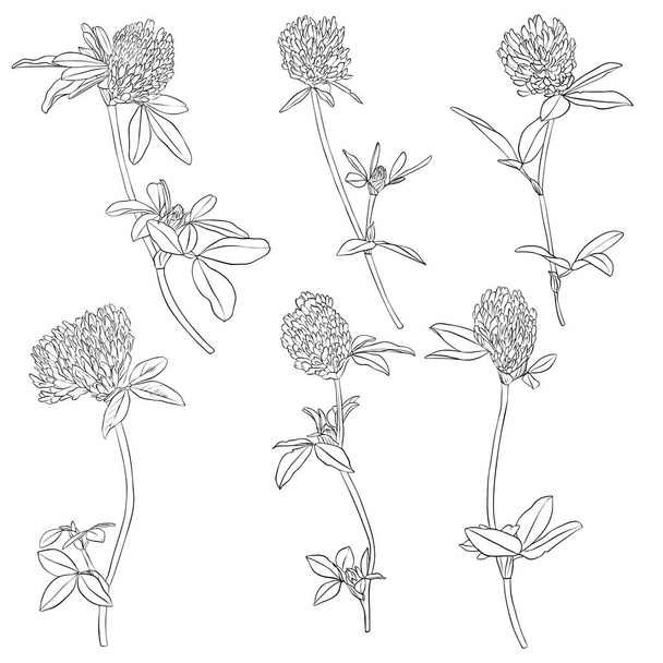 vector set of drawing clover flowers - Vektör, Görsel