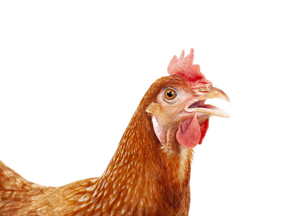primer plano cabeza de pollo hembra aislado fondo blanco
 - Foto, imagen