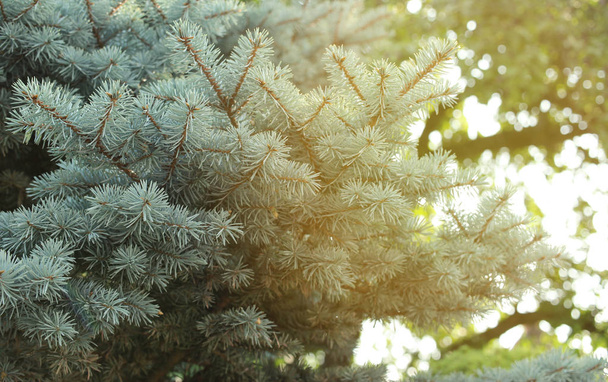 Close-up photo of blue spruce flooded in sun. - Photo, Image