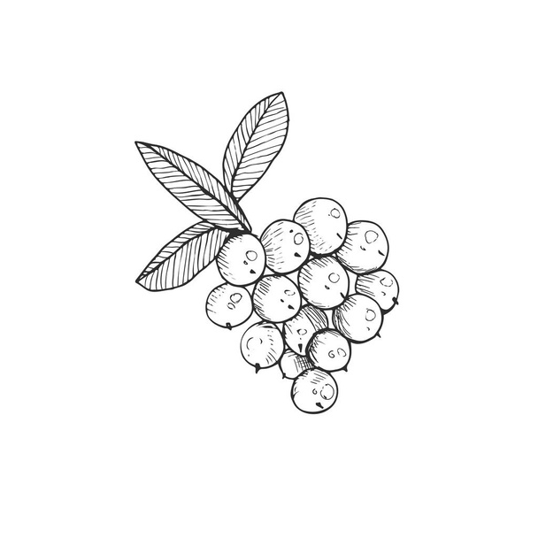 cranberry icon isolated - Vektör, Görsel