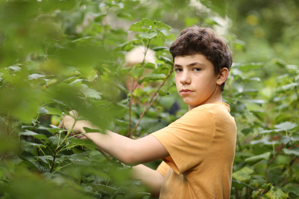 adolescente chico cosechando negro grosella con cesta
 - Foto, imagen