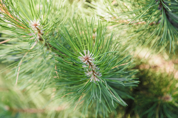 Needles of pine on a sunny day, background of pine needles. - Photo, Image
