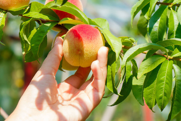 Hand rips a ripe juicy peach from a tree - Fotoğraf, Görsel