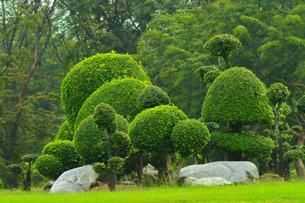 árvore no jardim paisagismo decoração arte design
 - Foto, Imagem