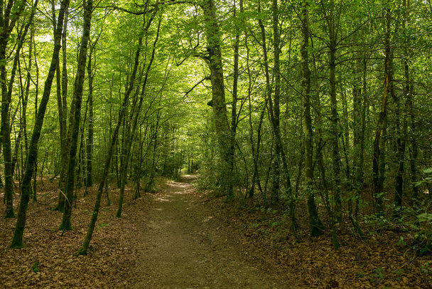 Δάσος σε Camino de Santiago Roncesvalles, Ισπανία - Φωτογραφία, εικόνα