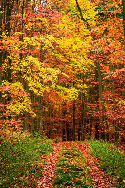 Beautiful forest full fo leaves in the fall, Poland - Foto, Imagem