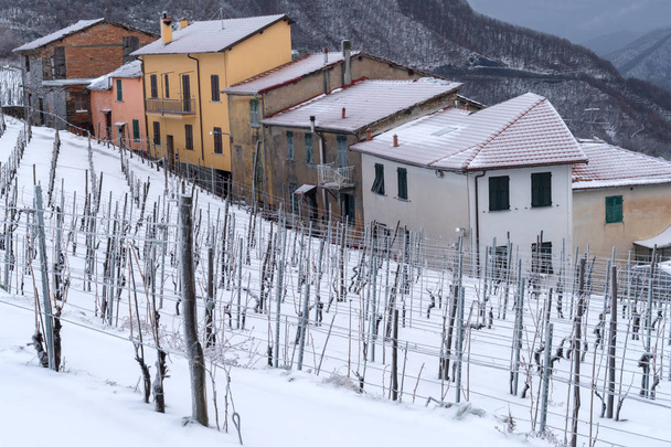Prowincja Imperia, Włochy. Winnica w zimie - Zdjęcie, obraz
