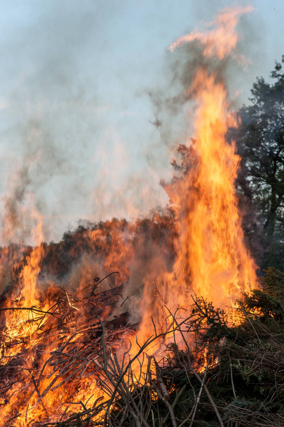 Brandende bos. Stelletje bomen branden in het bos - Foto, afbeelding