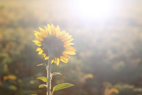 sunflower head turned toward the sun in the morning - Photo, Image