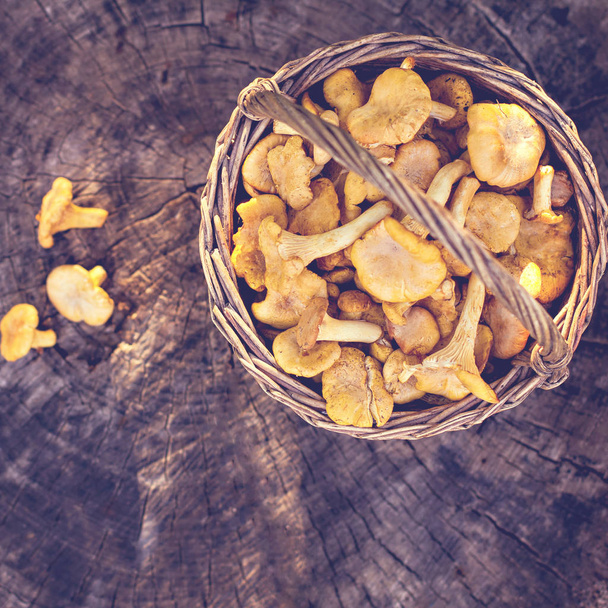 Mushrooms chanterelle in the basket. Raw wild mushrooms chanterelles in basket with dill on wooden background.  Composition with wild mushrooms - Fotó, kép
