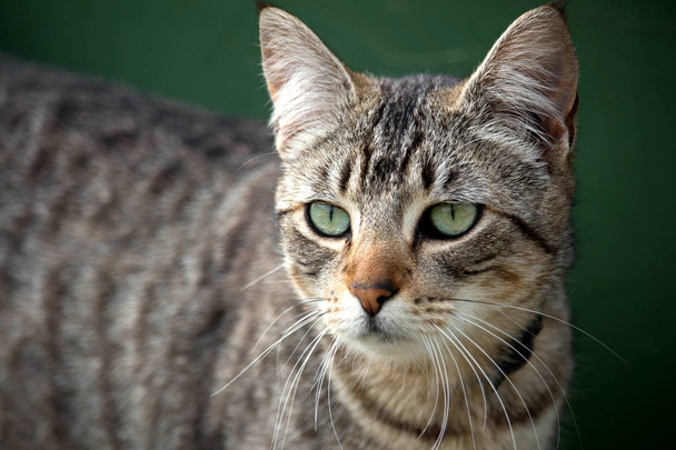 Close up of nonchalant grey tabby cat - Photo, Image