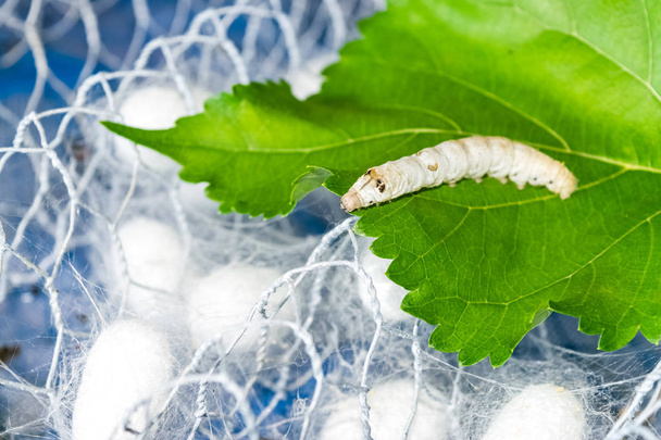 silk cocoon with silk worm on green mulberry leaf - Photo, Image