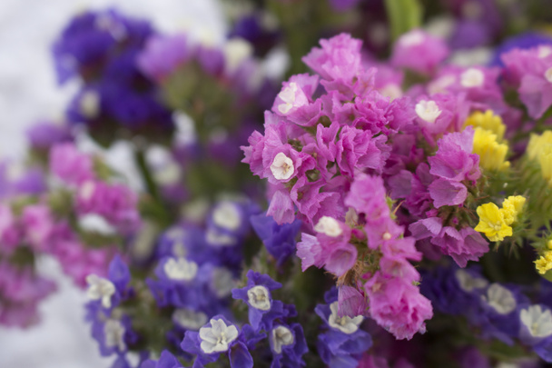 Macro of pink limonium (statice) flowers surrounded by other colors - Photo, Image