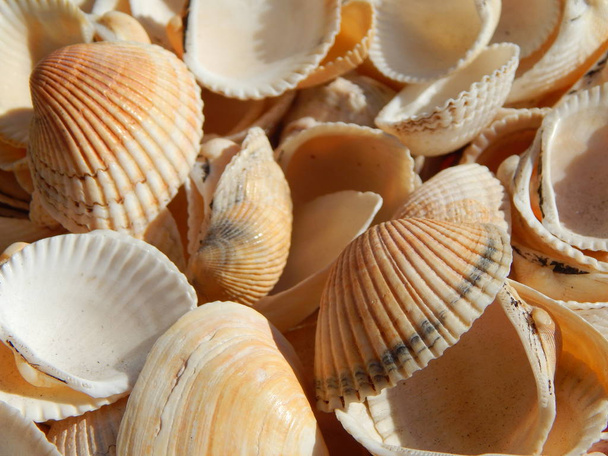 Sea and ocean shells on a white background - Photo, image