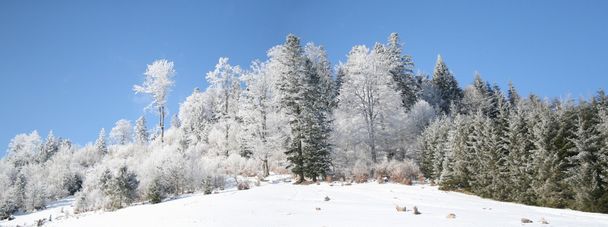 冬景色 - 写真・画像