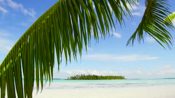 tropisch strand met een palmboom in Frans-Polynesië - Video