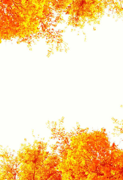 Θολή φόντο. Φωτεινά πολύχρωμα φύλλα του φθινοπώρου - Φωτογραφία, εικόνα