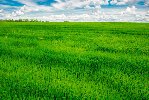 zelené trávníkové pole a jasně modré nebe - Fotografie, Obrázek