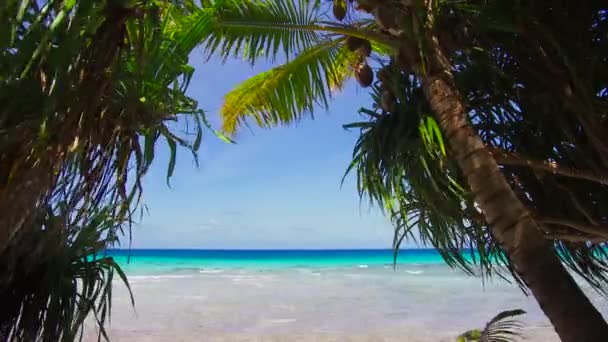 Tropical beach, cocopalms, Francia Polinézia - Felvétel, videó