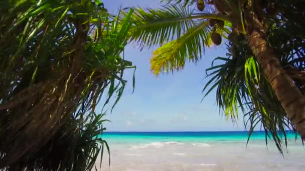 Ταξίδια, τοπίο και φύση έννοια - τροπική παραλία με καρύδα δέντρα στη Γαλλική Πολυνησία - Πλάνα, βίντεο