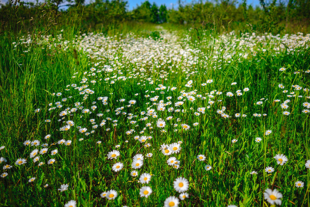 Ромашка. Зеленая трава и ромашки в природе
 - Фото, изображение