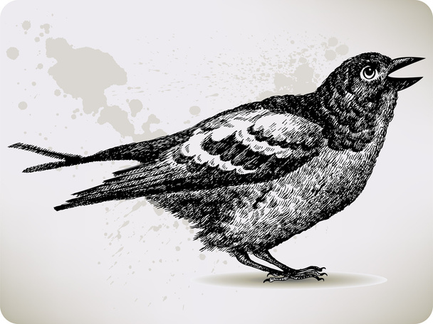 Bird, hand-drawing. Vector illustration. - Vector, imagen